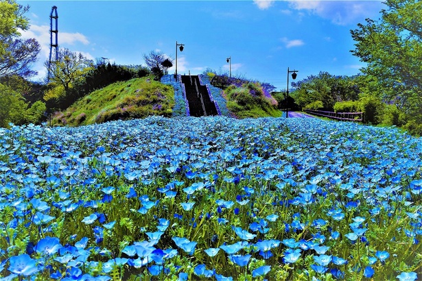くりはま花の国(神奈川県横須賀市)のネモフィラ・天空の花畑